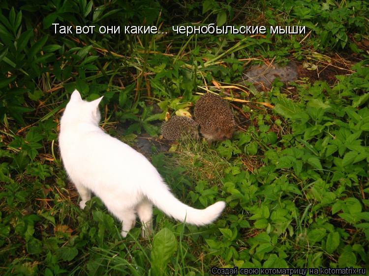 Котоматрица: Так вот они какие... чернобыльские мыши