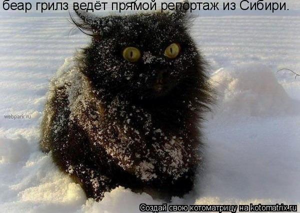Котоматрица: беар грилз ведёт прямой репортаж из Сибири.