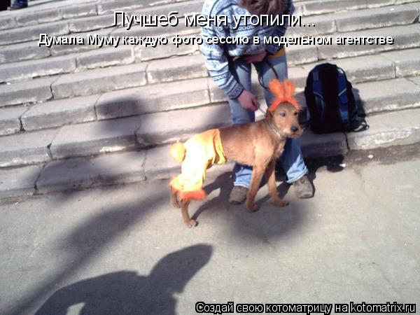 Котоматрица: Лучшеб меня утопили... Думала Муму каждую фото сессию в модельном агентстве