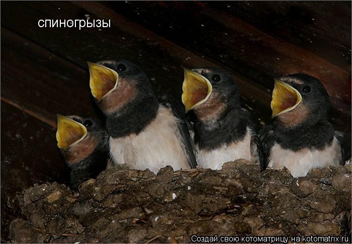 Котоматрица: спиногрызы