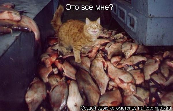Котоматрица: Это всё мне?