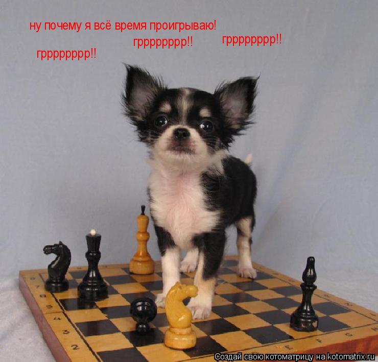 Котоматрица: ну почему я всё время проигрываю! грррррррр!! грррррррр!! грррррррр!! грррррррр!!