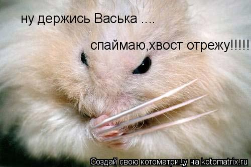 Котоматрица: ну держись Васька .... спаймаю,хвост отрежу!!!!!