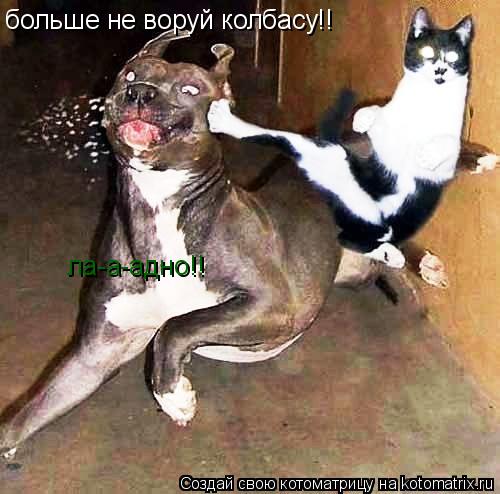 Котоматрица: больше не воруй колбасу!! ла-а-адно!!