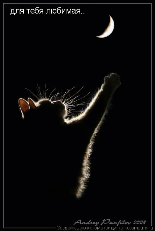 Котоматрица: для тебя любимая...