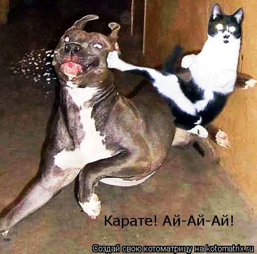 Котоматрица: Карате! Ай-Ай-Ай!