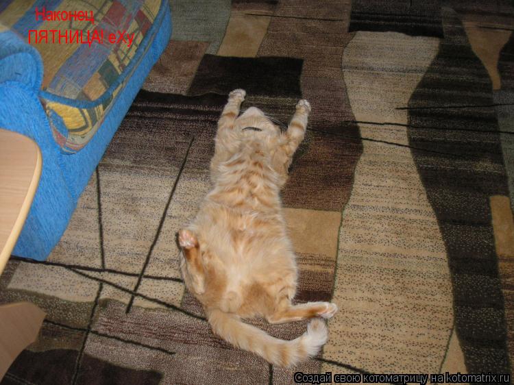 Котоматрица: Наконец ПЯТНИЦА! еХу