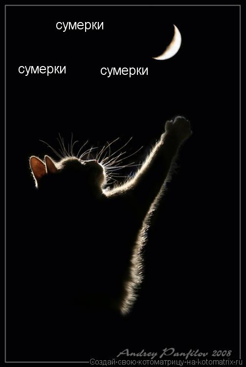 Котоматрица: сумерки сумерки сумерки