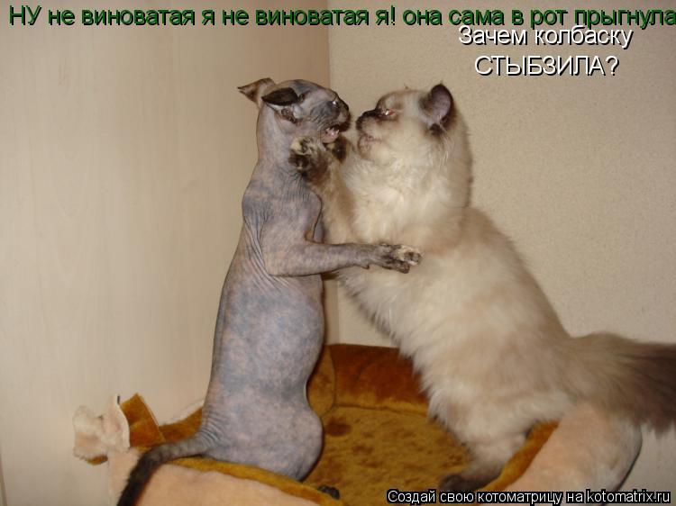 Котоматрица: Зачем колбаску СТЫБЗИЛА? НУ не виноватая я не виноватая я! она сама в рот прыгнула!