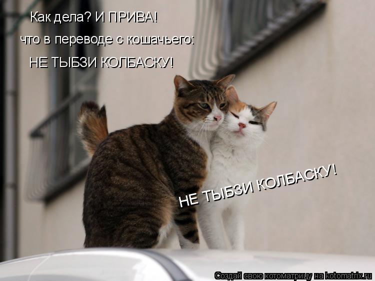 Котоматрица: что в переводе с кошачьего: НЕ ТЫБЗИ КОЛБАСКУ! Как дела? И ПРИВА! НЕ ТЫБЗИ КОЛБАСКУ!