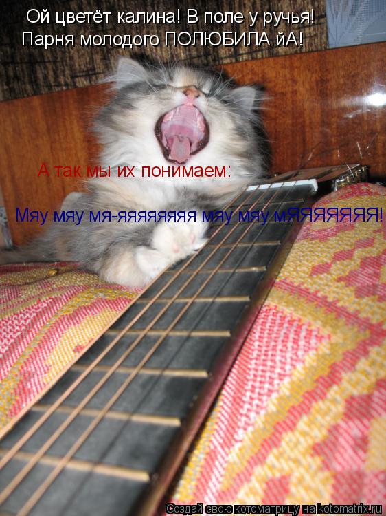 Котоматрица: Ой цветёт калина! В поле у ручья! Парня молодого ПОЛЮБИЛА йА! А так мы их понимаем: Мяу мяу мя-яяяяяяяя мяу мяу мЯЯЯЯЯЯЯ!
