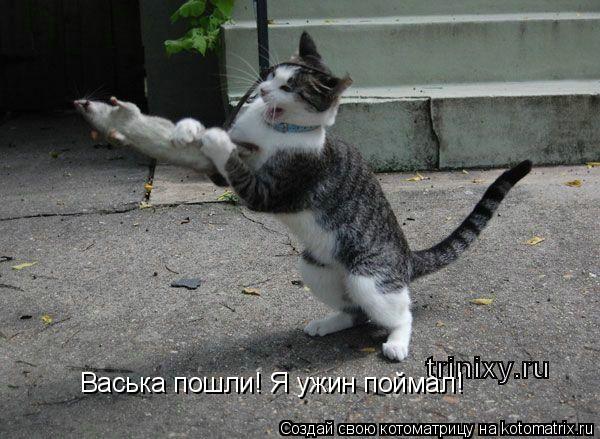 Котоматрица: Васька пошли! Я ужин поймал!