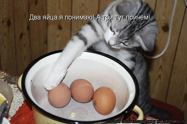Котоматрица: Два яйца я понимаю! А три тут причём!