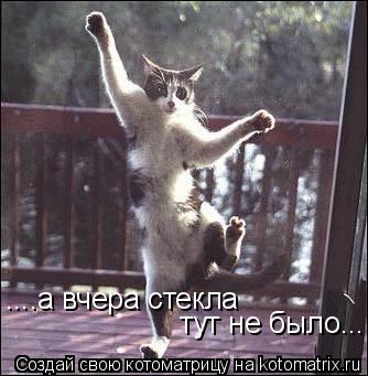 Котоматрица: ....а вчера стекла  тут не было...