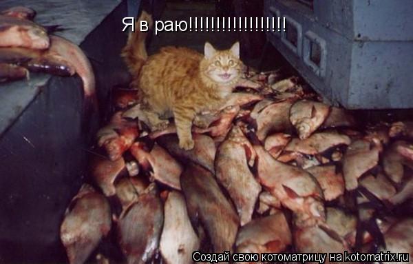 Котоматрица: Я в раю!!!!!!!!!!!!!!!!!!