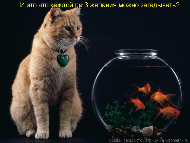 Котоматрица: И это что каждой по 3 желания можно загадывать? И это что каждой по 3 желания можно загадывать?