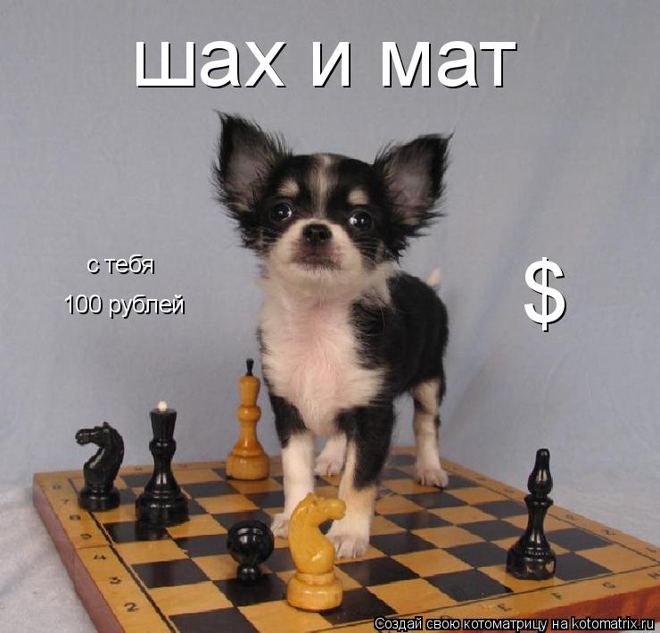 Котоматрица: шах и мат с тебя 100 рублей с тебя $