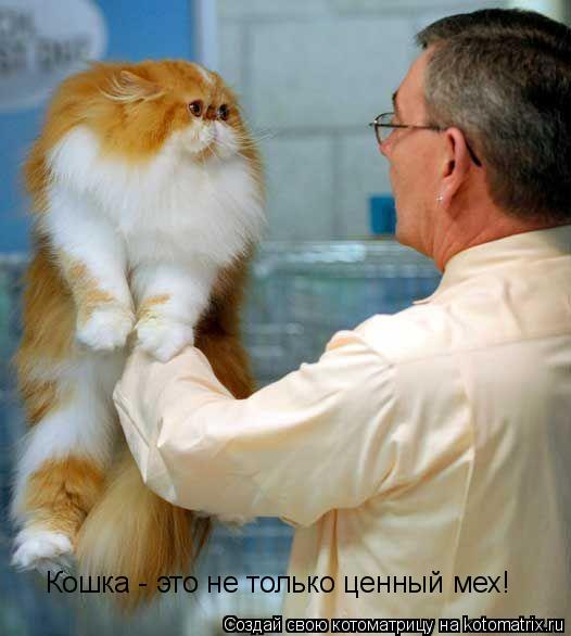 Котоматрица: Кошка - это не только ценный мех!