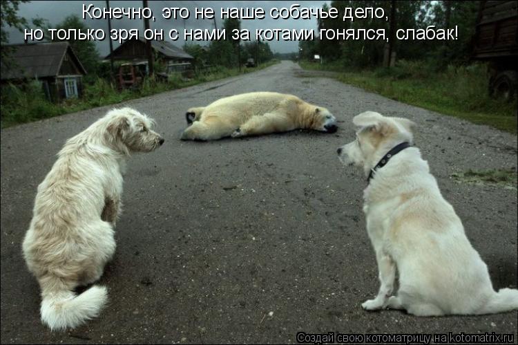 Конечно, это не наше собачье дело, но только зря он с нами за котами гонялся, слабак!... Котоматрица: Конечно, это не наше собачье дело, но только зря он с нами за котами гонялся, слабак!