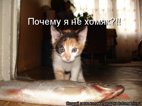 Котоматрица: Почему я не хомяк?!!