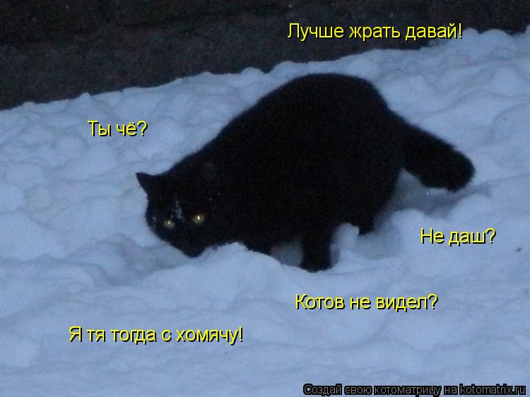 Котоматрица: Ты чё? Котов не видел? Лучше жрать давай! Не даш? Я тя тогда с хомячу!