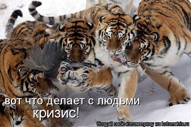 Котоматрица: вот что делает с людьми кризис!