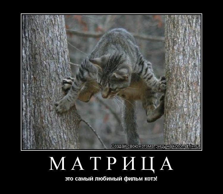 матрица это самый любимый фильм котэ!... Котоматрица: матрица это самый любимый фильм котэ!