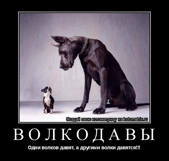 ВОЛКОДАВЫ Одни волков давят, а другими волки давятся!!!... Котоматрица: ВОЛКОДАВЫ Одни волков давят, а другими волки давятся!!!