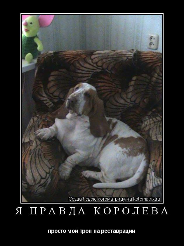 я правда королева просто мой трон на реставрации... Котоматрица: я правда королева просто мой трон на реставрации