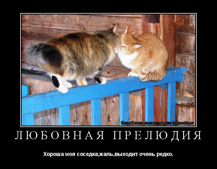 любовная прелюдия Хороша моя соседка,жаль,выходит очень редко.... Котоматрица: любовная прелюдия Хороша моя соседка,жаль,выходит очень редко.