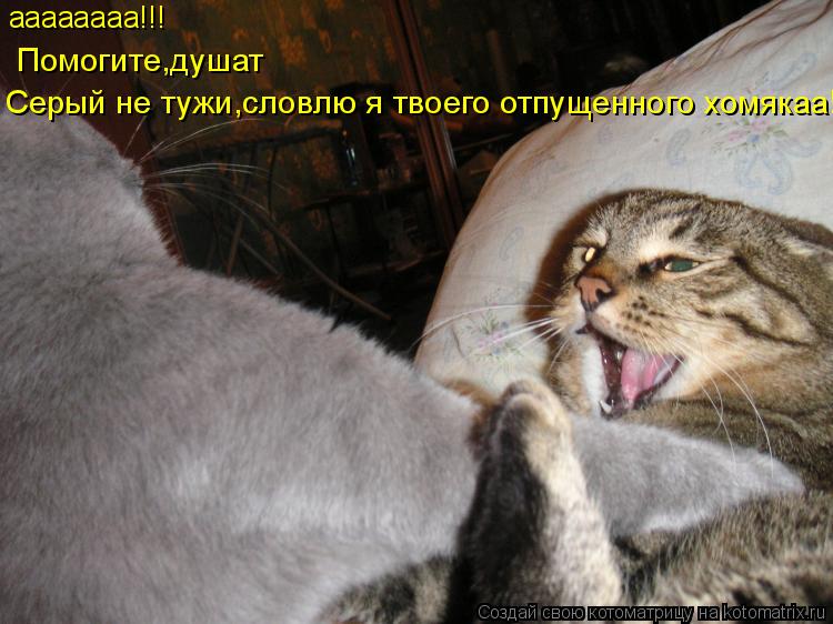 Котоматрица: аааааааа!!! Помогите,душат Серый не тужи,словлю я твоего отпущенного хомякаа!