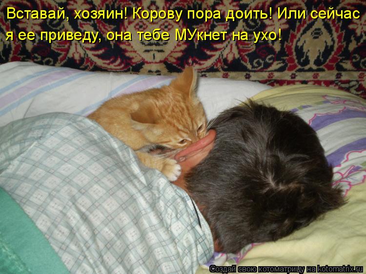Вставай, хозяин! Корову пора доить! Или сейчас я ее приведу, она тебе МУкнет на ухо!... Котоматрица: Вставай, хозяин! Корову пора доить! Или сейчас я ее приведу, она тебе МУкнет на ухо!