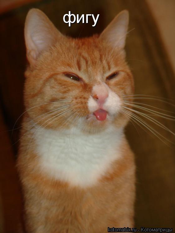 Котоматрица: фигу