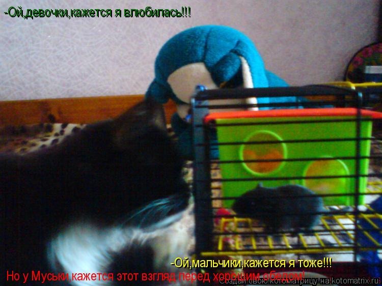 Котоматрица: -Ой,девочки,кажется я влюбилась!!! -Ой,мальчики,кажется я тоже!!! Но у Муськи,кажется этот взгляд перед хорошим обедом!