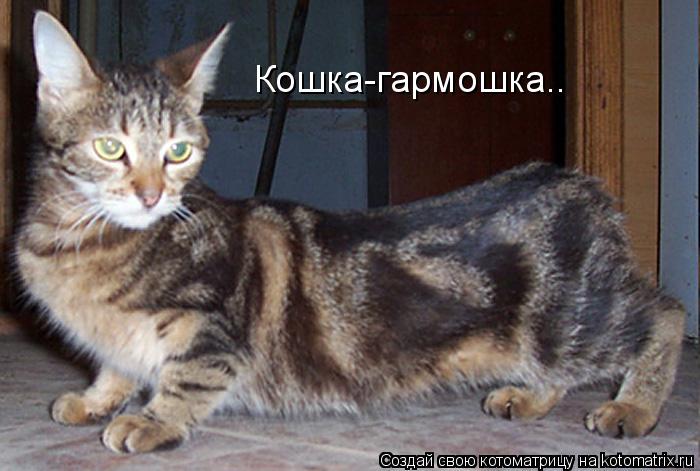Котоматрица: Кошка-гармошка..