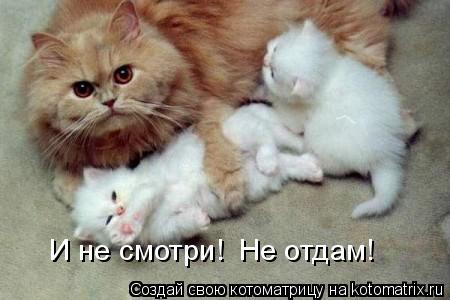 И не смотри! Не отдам!... Котоматрица: И не смотри! Не отдам!