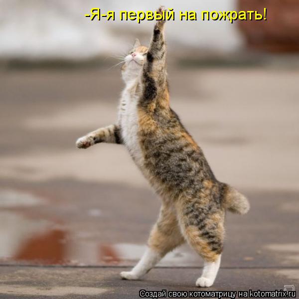 Котоматрица: -Я-я первый на пожрать!