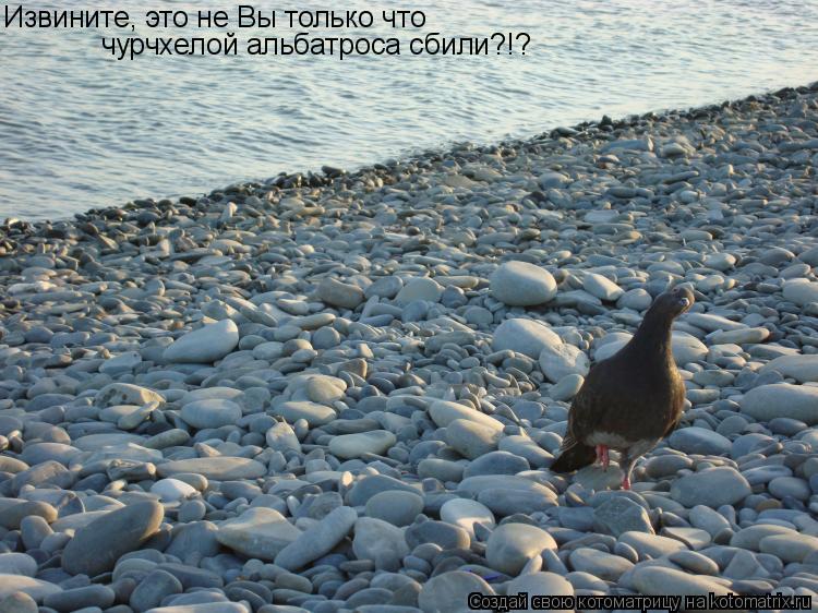 Котоматрица: Извините, это не Вы только что чурчхелой альбатроса сбили?!?