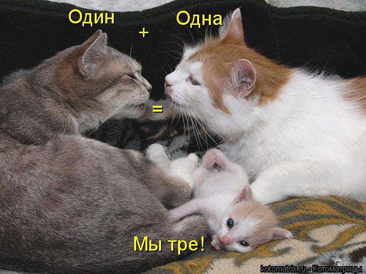 Котоматрица: Один + = Мы тре! Одна