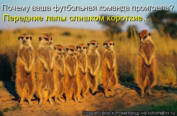 Почему ваша футбольная команда проиграла? Передние лапы слишком короткие...... Котоматрица: Почему ваша футбольная команда проиграла? Передние лапы слишком короткие...