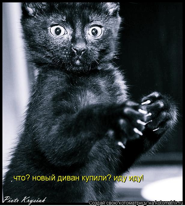 Котоматрица: что? новый диван купили? иду иду!