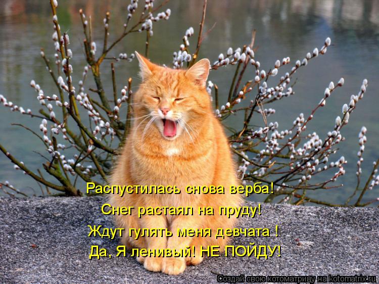 Ждут гулять меня девчата ! Снег растаял на пруду! Распустилась снова верба! Да, Я ленивый! НЕ ПОЙДУ!... Котоматрица: Ждут гулять меня девчата ! Снег растаял на пруду! Распустилась снова верба! Да, Я ленивый! НЕ ПОЙДУ!