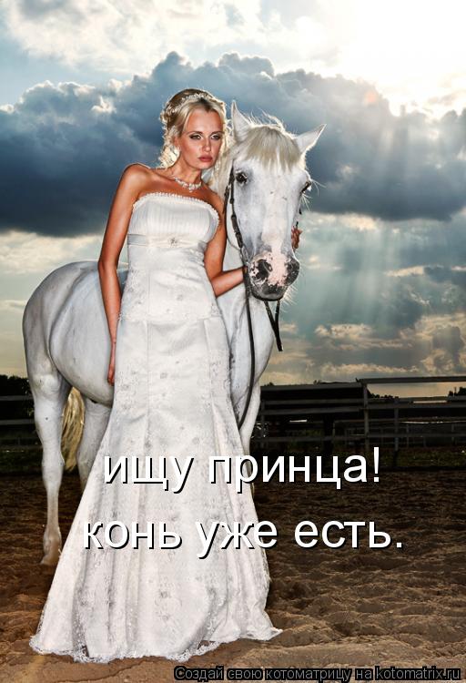 ищу принца! конь уже есть.... Котоматрица: ищу принца! конь уже есть.