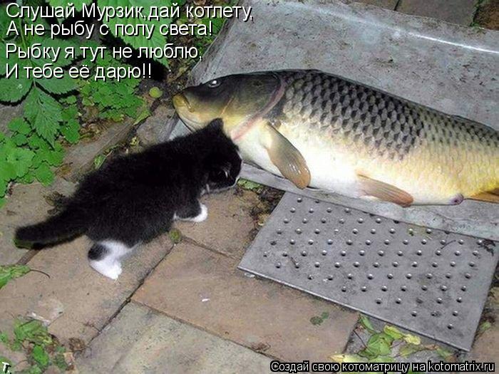 Котоматрица: Слушай Мурзик,дай котлету, А не рыбу с полу света! Рыбку я тут не люблю, И тебе её дарю!!