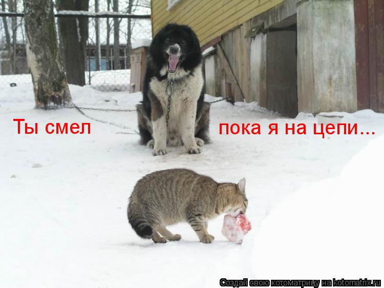 Ты смел пока я на цепи...... Котоматрица: Ты смел пока я на цепи...