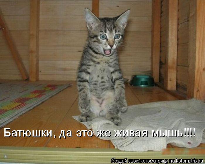 Батюшки, да это же живая мышь!!!!... Котоматрица: Батюшки, да это же живая мышь!!!!