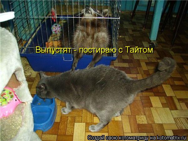 Котоматрица: Выпустят - постираю с Тайтом