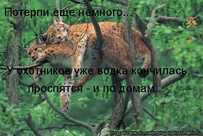 Потерпи еще немного... У охотников уже водка кончилась, проспятся - и по домам...... Котоматрица: Потерпи еще немного... У охотников уже водка кончилась, проспятся - и по домам...