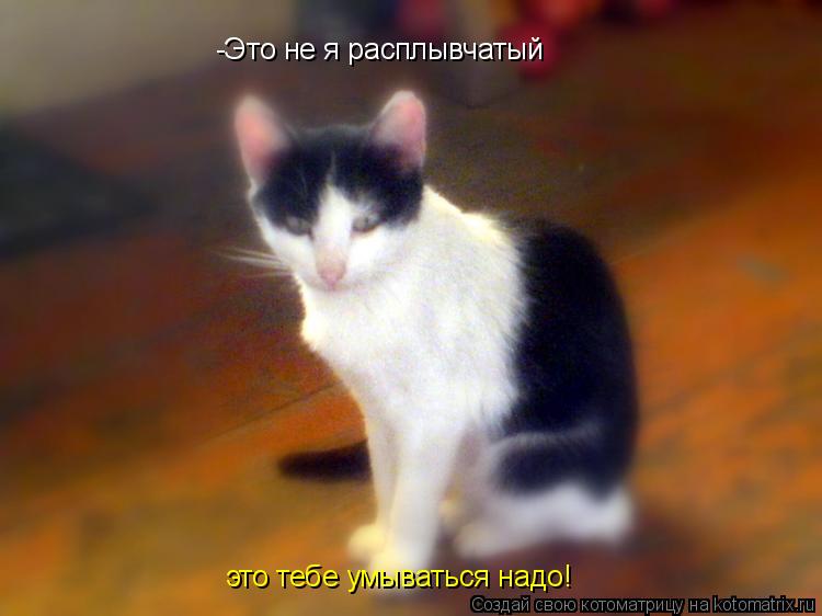 -Это не я расплывчатый -Это не я расплывчатый это тебе умываться надо!... Котоматрица: -Это не я расплывчатый -Это не я расплывчатый это тебе умываться надо!