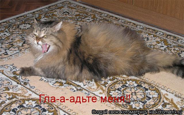 Гла-а-адьте меня!!... Котоматрица: Гла-а-адьте меня!!
